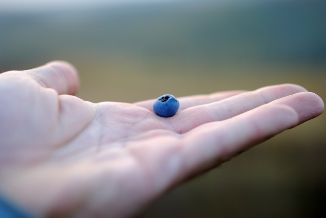 Hand mit einer Blaubeere
