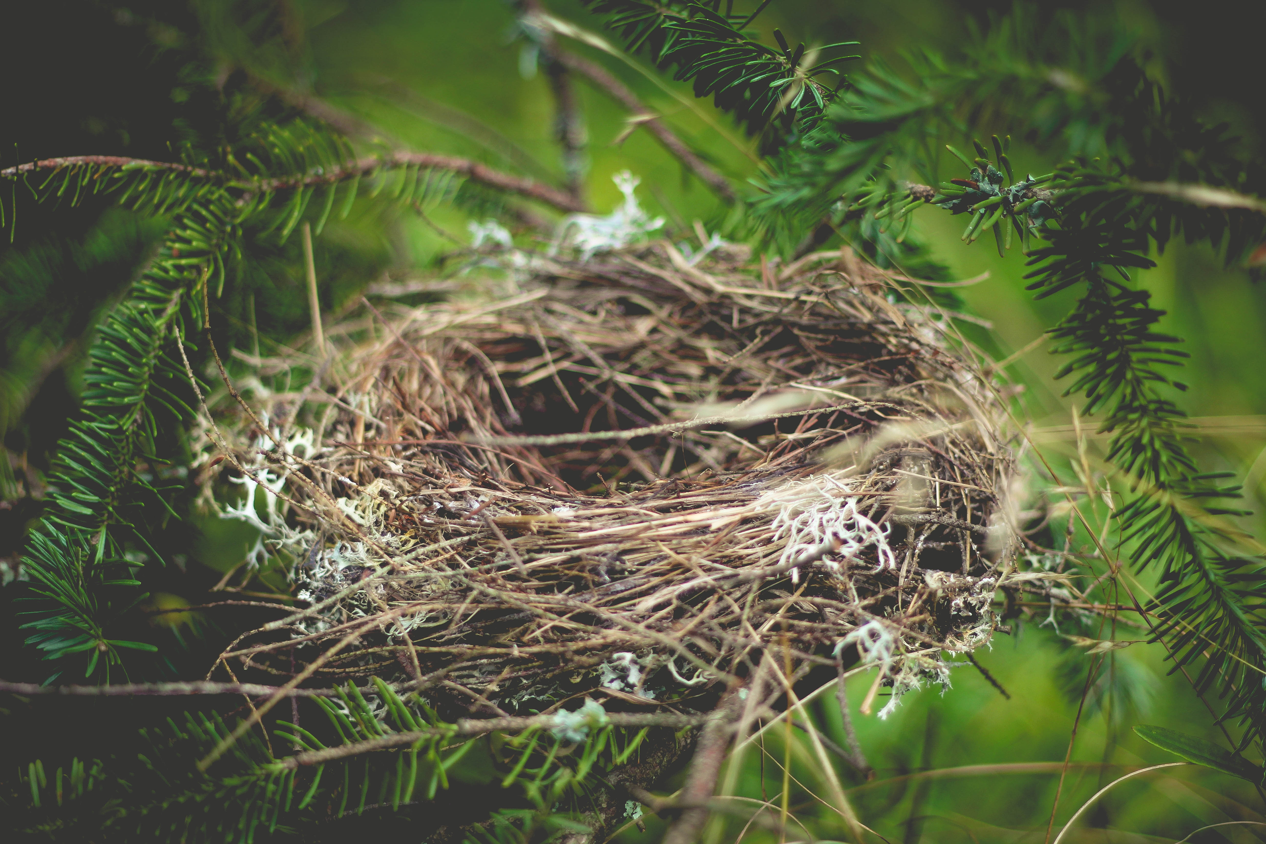 Bild Empty-Nest